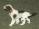 Porcelain Dog Doll House Or Train Set Great Detail Figurines photo 1