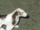 Porcelain Dog Doll House Or Train Set Great Detail Figurines photo 2