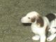 Porcelain Dog Doll House Or Train Set Great Detail Figurines photo 3