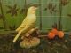 Golden White Eye - Yellow Warbler - Porcelain ? - 1970 ' S 1980 ' S - Collectors Figurines photo 3