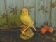 Golden White Eye - Yellow Warbler - Porcelain ? - 1970 ' S 1980 ' S - Collectors Figurines photo 4