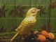Golden White Eye - Yellow Warbler - Porcelain ? - 1970 ' S 1980 ' S - Collectors Figurines photo 5