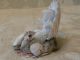 Antique Old German Bisque Snow Baby In Seashell Figurines photo 1