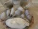 Antique Old German Bisque Snow Baby In Seashell Figurines photo 3