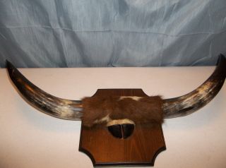 Rare Vintage Majestic Mounted Bull Horns With Hoof And Fur photo
