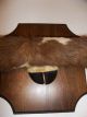 Rare Vintage Majestic Mounted Bull Horns With Hoof And Fur Other photo 1