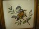 Authentic Antique Rare Fine Porcelain,  2 Framed Birds Painting,  Germany Other photo 2