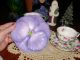 2 Sets Cups & Saucers Flower Shape & Rose Set Cups & Saucers photo 6