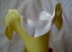 Antique Stevens & Williams Cased Yellow Vaseline Glass Flower Shaped Vase Bowls photo 2