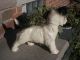 Adorable Scotty Dog Statue Ceramic Figurine Terrier Puppy In Usa Figurines photo 2