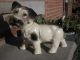 Adorable Scotty Dog Statue Ceramic Figurine Terrier Puppy In Usa Figurines photo 4