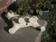 Adorable Scotty Dog Statue Ceramic Figurine Terrier Puppy In Usa Figurines photo 5