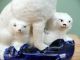 Mid 19thc Staffordshire Group Figure Of Poodle & Pups Figurines photo 1