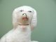 Mid 19thc Staffordshire Group Figure Of Poodle & Pups Figurines photo 2