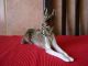 Porcelain Figurine Of The Ussr - The Ideal State Lfz Figurines photo 1