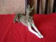 Porcelain Figurine Of The Ussr - The Ideal State Lfz Figurines photo 2