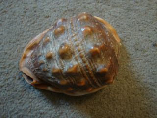 Vintage Sea Shell Conch Queen Helmet photo