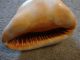 Vintage Sea Shell Conch Queen Helmet Other photo 1