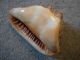 Vintage Sea Shell Conch Queen Helmet Other photo 2