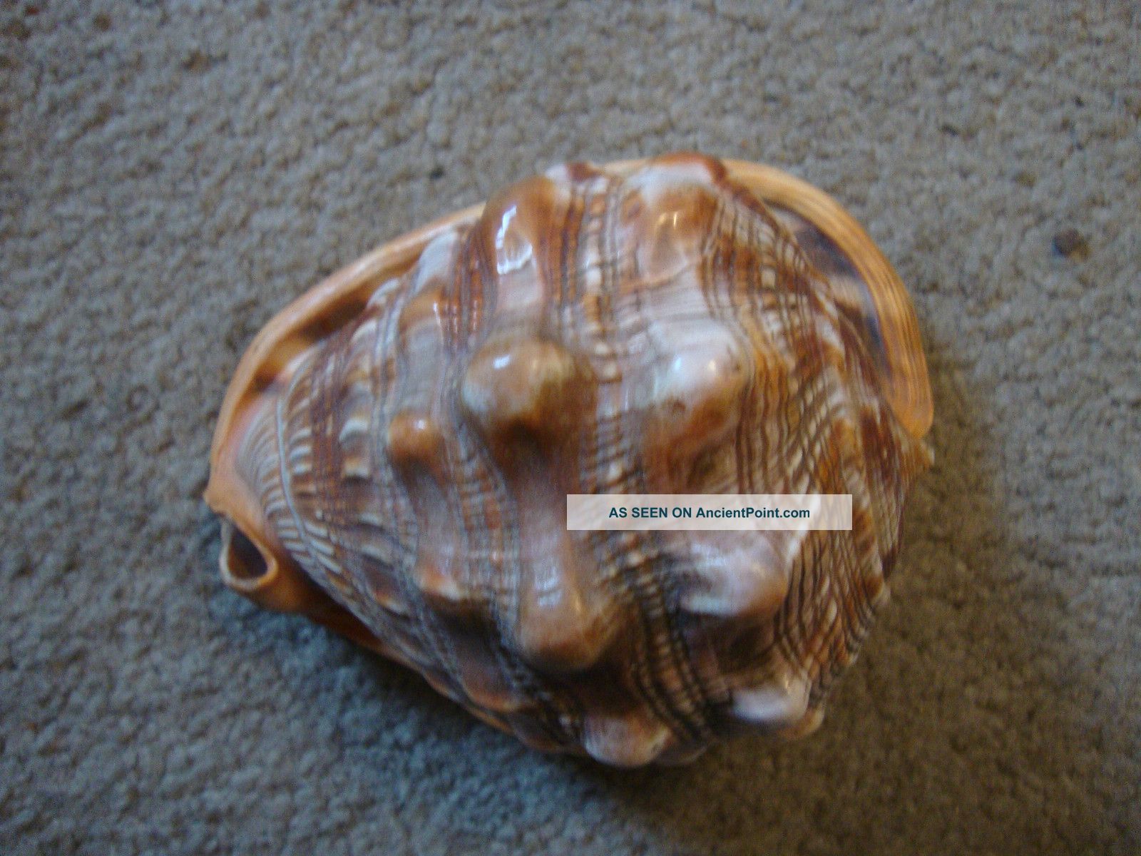Vintage Sea Shell Conch Queen Helmet Other photo
