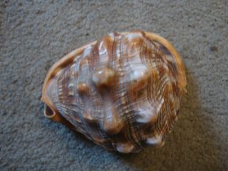 Vintage Sea Shell Conch Queen Helmet photo