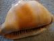 Vintage Sea Shell Conch Queen Helmet Other photo 1