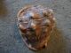 Vintage Sea Shell Conch Queen Helmet Other photo 2