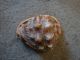 Vintage Sea Shell Conch Queen Helmet Other photo 3