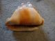 Vintage Sea Shell Conch Queen Helmet Other photo 4