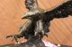 Bronze Eagle Hawk Falcon Osprey Kite Mascot Zoo Statue Sculpture Lost Wax Decor Metalware photo 5