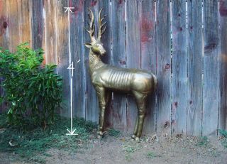 Vintage Life Size Antique All Brass,  Bronze Deer Statue Four Feet Tall 70lbs photo