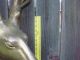 Vintage Life Size Antique All Brass,  Bronze Deer Statue Four Feet Tall 70lbs Metalware photo 3