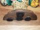 Doorstop Painted Flower Bouquet Wicker Basket Antique Cast Iron Old Hubley Metalware photo 2