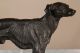 European Antique 19th Century Bronze Sculpture Of A Greyhound Dog Metalware photo 9