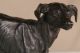 European Antique 19th Century Bronze Sculpture Of A Greyhound Dog Metalware photo 8