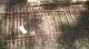 Antique Cast Iron Fence Victorian Style (f 2) Metalware photo 3