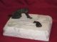 Antique Russian Bronze Statue Figurine Eskimo & Seal Marble Base Metalware photo 1