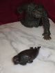 Antique Russian Bronze Statue Figurine Eskimo & Seal Marble Base Metalware photo 7