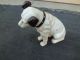 Ys: Cast Iron Nipper Dog Bank Metalware photo 1