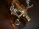 Bronze Moose Sculpture,  Signed Milo,  Mounted On Marble Base,  11 1/4 