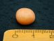 4 Neolithic Neolithique Stone Funeral Balls - 6500 To 2000 Before Present - Sahara Neolithic & Paleolithic photo 4
