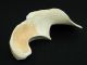 Neolithic Neolithique Shell Polisher Tool + 2 Shell Beads - 6500 To 2000 Bp - Sahara Neolithic & Paleolithic photo 3