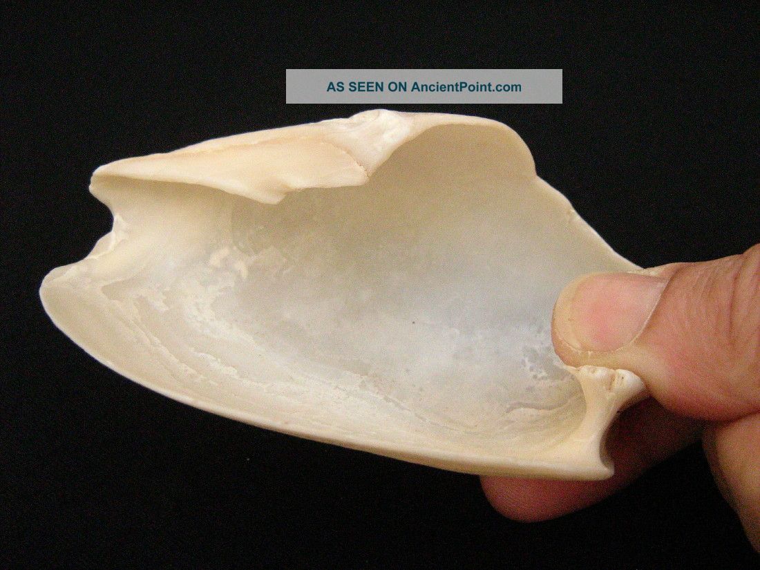 Neolithic Neolithique Cymbium Shell Spoon - 6500 To 2000 Years Bp - Sahara Neolithic & Paleolithic photo