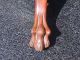 Antique Chestnut Claw Foot Table Circa 1900 Chairs Are Sold 1900-1950 photo 3