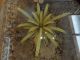 Shabby Mid Century Tole Palm Leaf Coffee Table With Glass Top Italy 1900-1950 photo 1