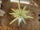 Shabby Mid Century Tole Palm Leaf Coffee Table With Glass Top Italy 1900-1950 photo 2
