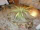 Shabby Mid Century Tole Palm Leaf Coffee Table With Glass Top Italy 1900-1950 photo 5