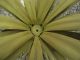 Shabby Mid Century Tole Palm Leaf Coffee Table With Glass Top Italy 1900-1950 photo 8