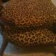 Antique Leopard Chair Rare Find Post-1950 photo 4