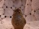 Antique Austrian Vienna Bronze Cold Painted Bird Bergmann Lovely Metalware photo 3